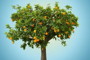 Keeping Your Trees And Shrubs In Excellent Shape